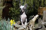 CHIEN NU CHINOIS 112